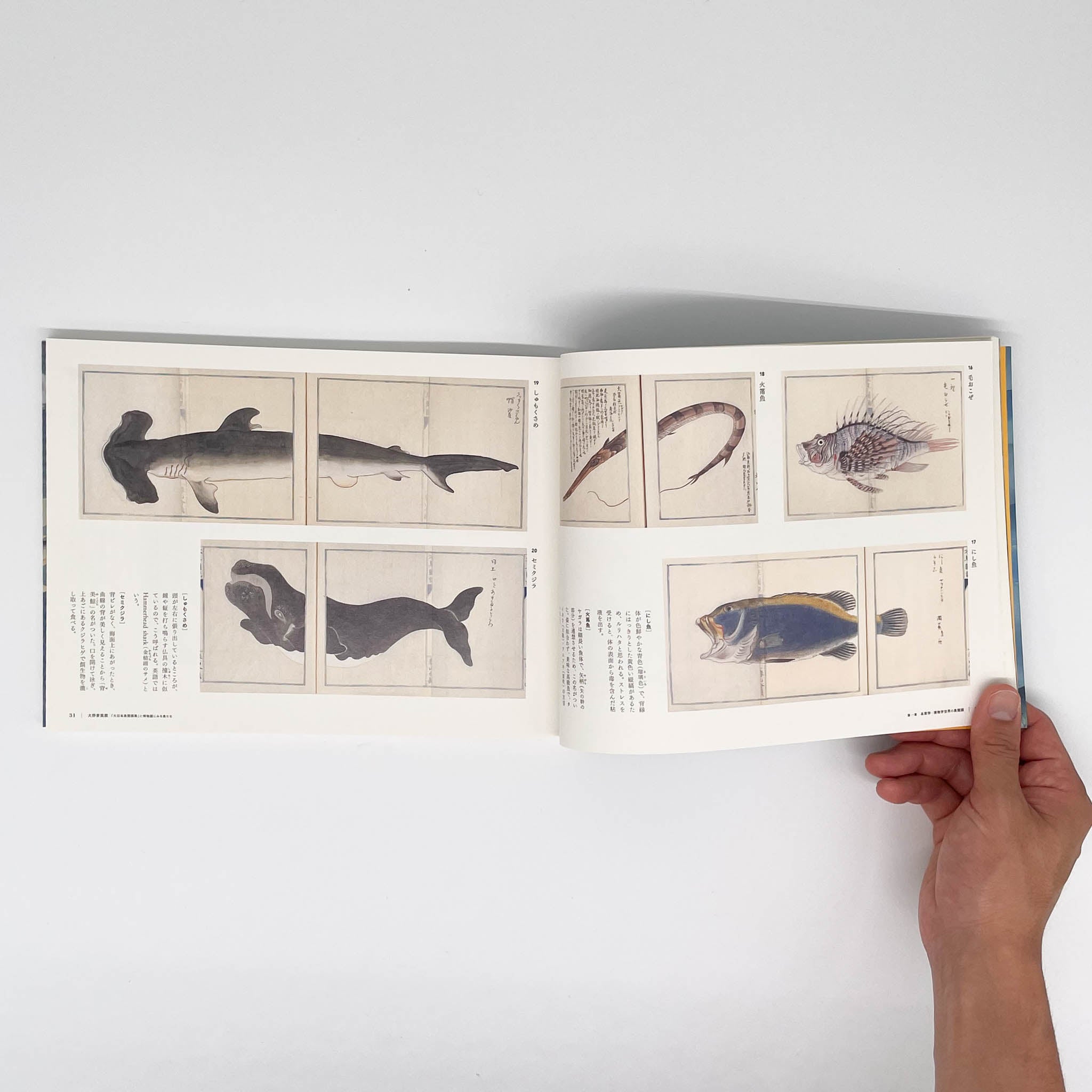大野麥風展 : 「大日本魚類画集」と博物画にみる魚たち - 東京